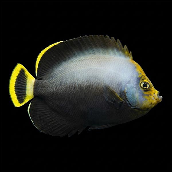 فرشته ماهی کورال بیوتی coral beauty angelfish