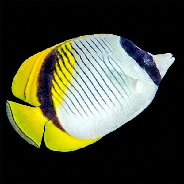 فرشته ماهی کورال بیوتی coral beauty angelfish