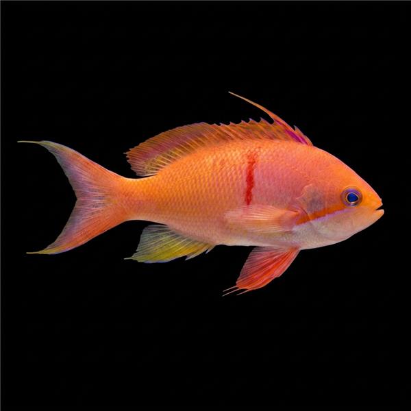 فرشته ماهی کورال بیوتی coral beauty angelfish