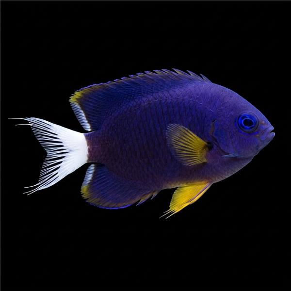 فرشته ماهی کورال بیوتی coral beauty angelfish