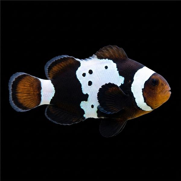 فرشته ماهی کورال بیوتی coral beauty angelfish