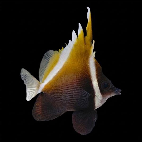 فرشته ماهی کورال بیوتی coral beauty angelfish