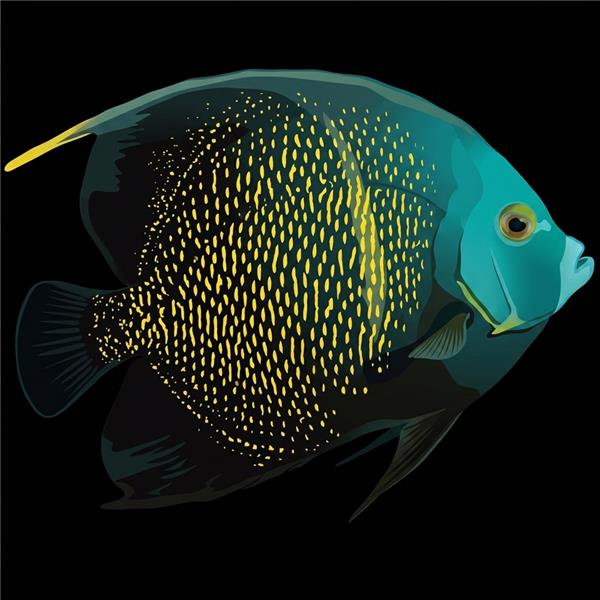 فرشته ماهی کورال بیوتی coral beauty angelfish