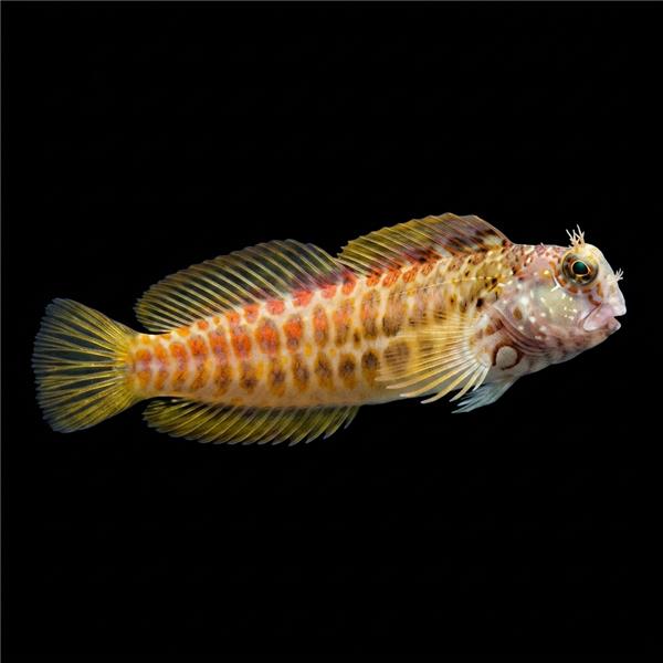 فرشته ماهی کورال بیوتی coral beauty angelfish