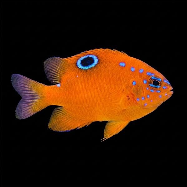 فرشته ماهی کورال بیوتی coral beauty angelfish