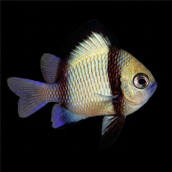 فرشته ماهی کورال بیوتی coral beauty angelfish