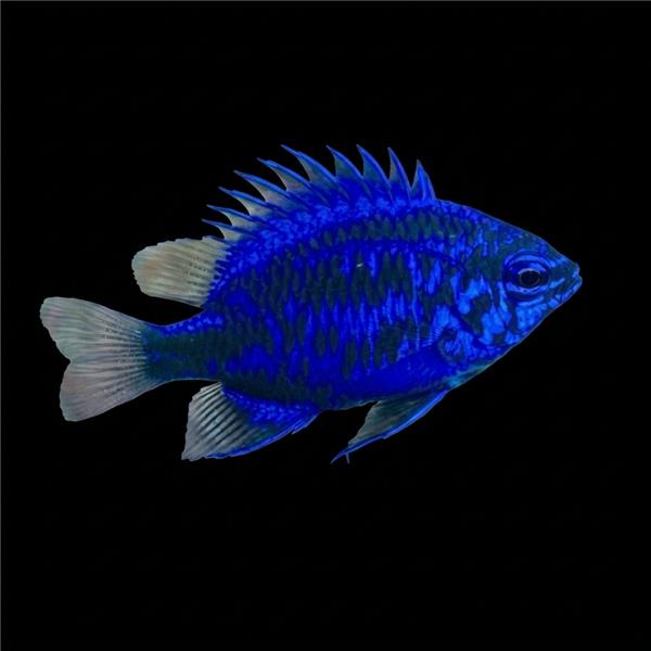 فرشته ماهی کورال بیوتی coral beauty angelfish