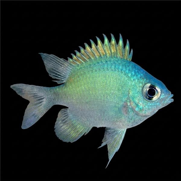 فرشته ماهی کورال بیوتی coral beauty angelfish