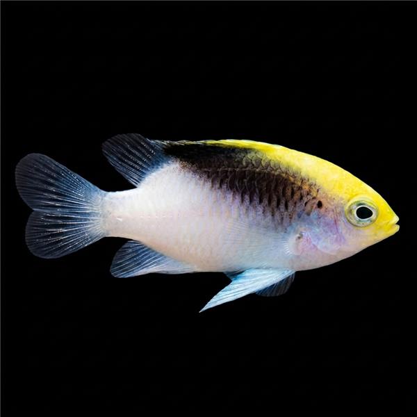 فرشته ماهی کورال بیوتی coral beauty angelfish