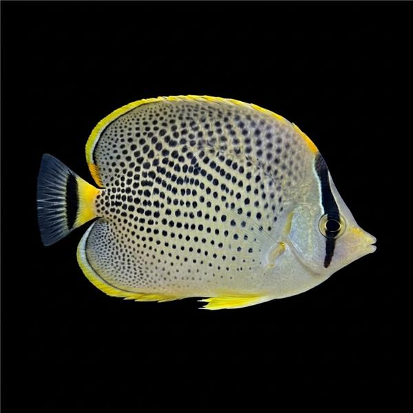 فرشته ماهی کورال بیوتی coral beauty angelfish