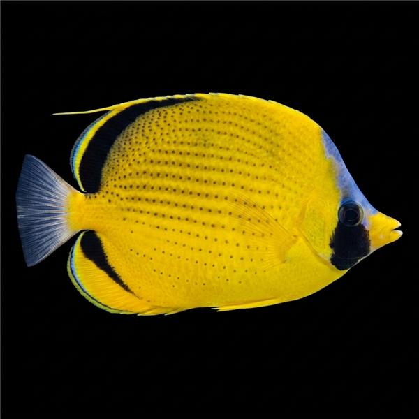 فرشته ماهی کورال بیوتی coral beauty angelfish