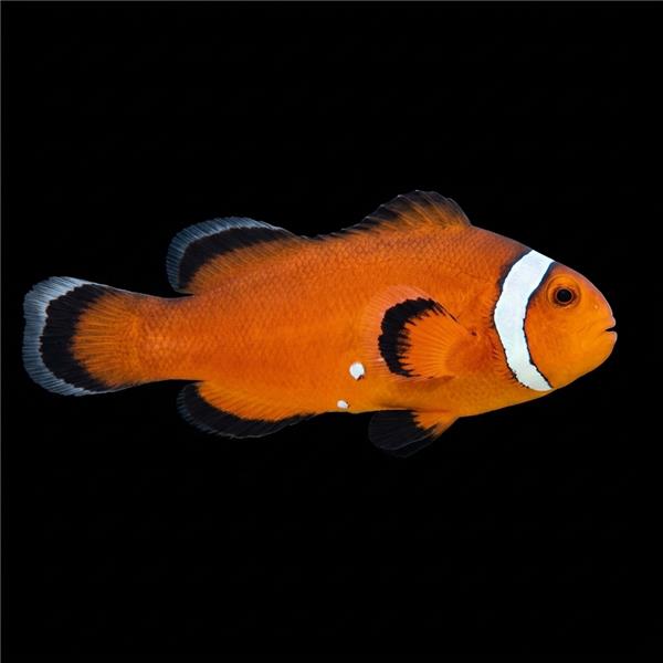 فرشته ماهی کورال بیوتی coral beauty angelfish