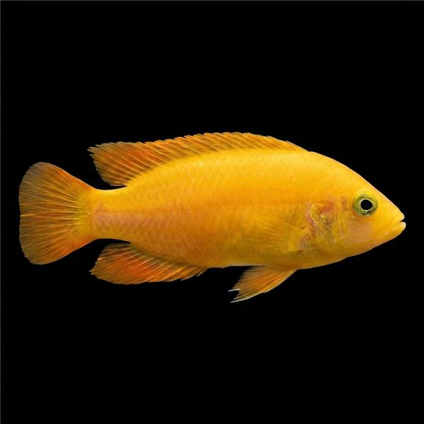 فرشته ماهی کورال بیوتی coral beauty angelfish