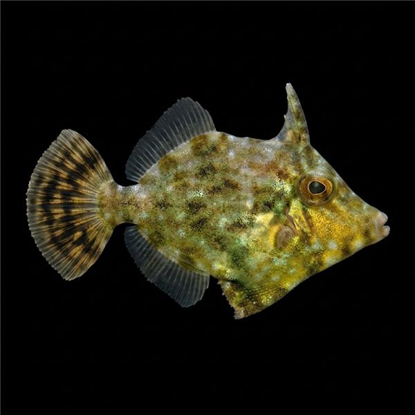 فرشته ماهی کورال بیوتی coral beauty angelfish