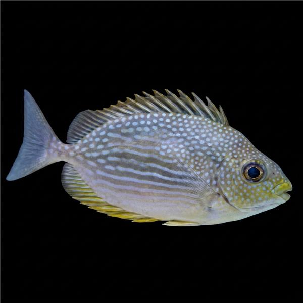 فرشته ماهی کورال بیوتی coral beauty angelfish