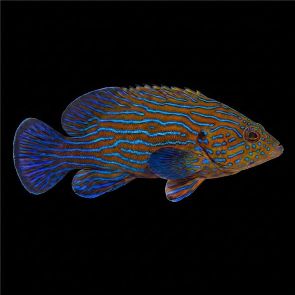 فرشته ماهی کورال بیوتی coral beauty angelfish