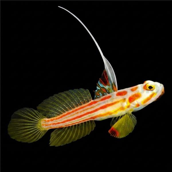 فرشته ماهی کورال بیوتی coral beauty angelfish