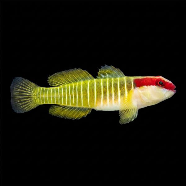 فرشته ماهی کورال بیوتی coral beauty angelfish