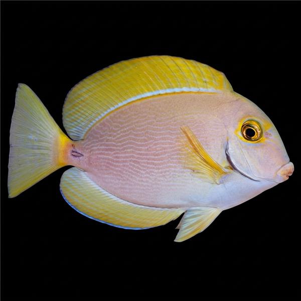 فرشته ماهی کورال بیوتی coral beauty angelfish