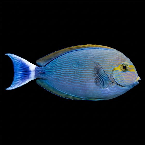 فرشته ماهی کورال بیوتی coral beauty angelfish