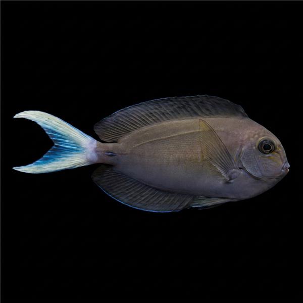 فرشته ماهی کورال بیوتی coral beauty angelfish