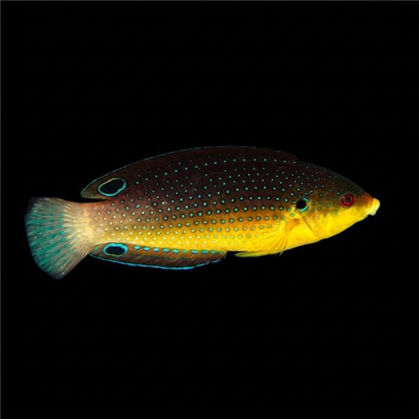 فرشته ماهی کورال بیوتی coral beauty angelfish