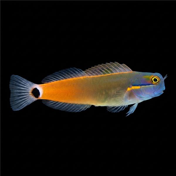 فرشته ماهی کورال بیوتی coral beauty angelfish