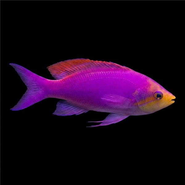 فرشته ماهی کورال بیوتی coral beauty angelfish