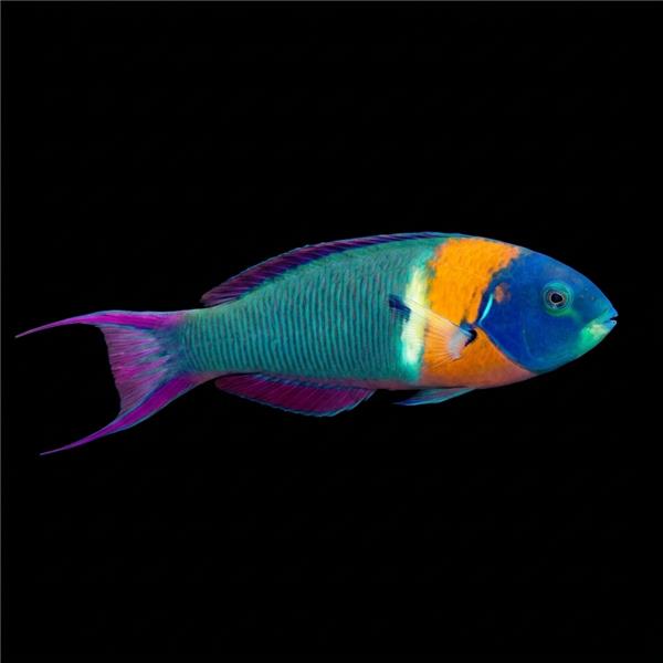 فرشته ماهی کورال بیوتی coral beauty angelfish