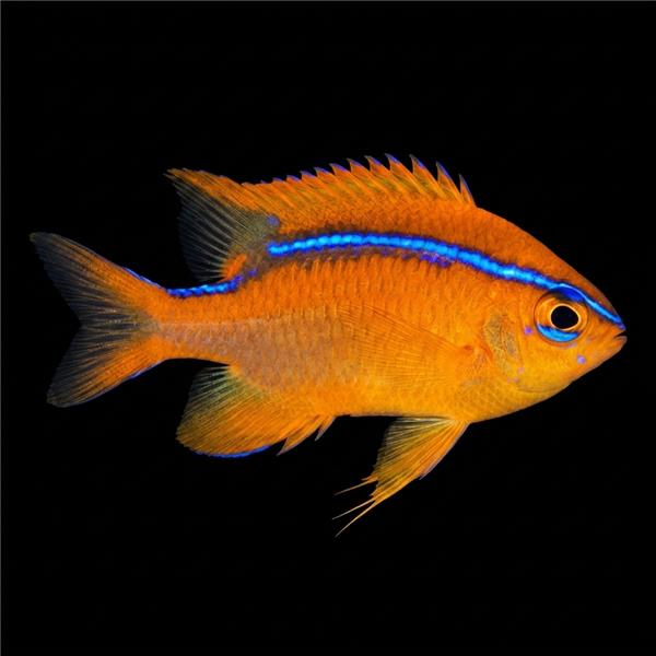 فرشته ماهی کورال بیوتی coral beauty angelfish