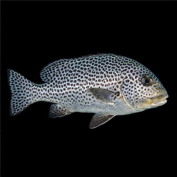 فرشته ماهی کورال بیوتی coral beauty angelfish