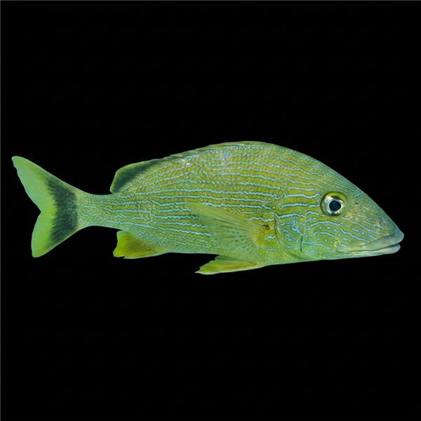 فرشته ماهی کورال بیوتی coral beauty angelfish