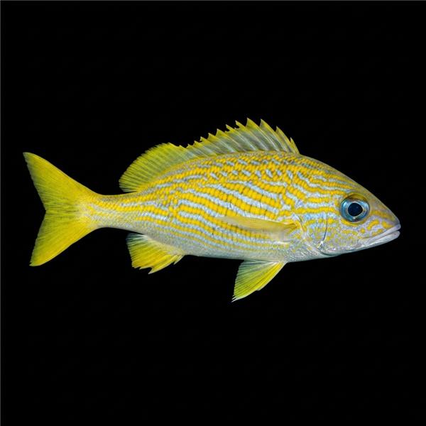 فرشته ماهی کورال بیوتی coral beauty angelfish