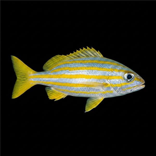 فرشته ماهی کورال بیوتی coral beauty angelfish