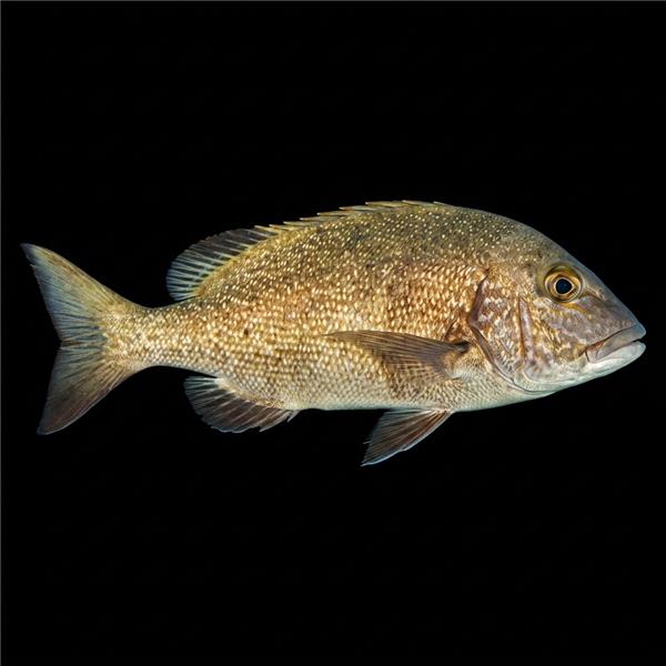 فرشته ماهی کورال بیوتی coral beauty angelfish