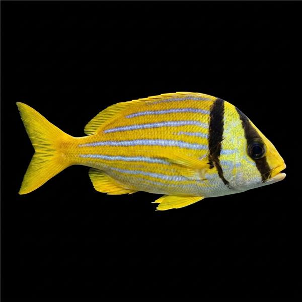 فرشته ماهی کورال بیوتی coral beauty angelfish