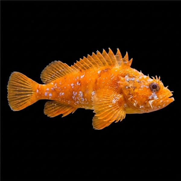 فرشته ماهی کورال بیوتی coral beauty angelfish