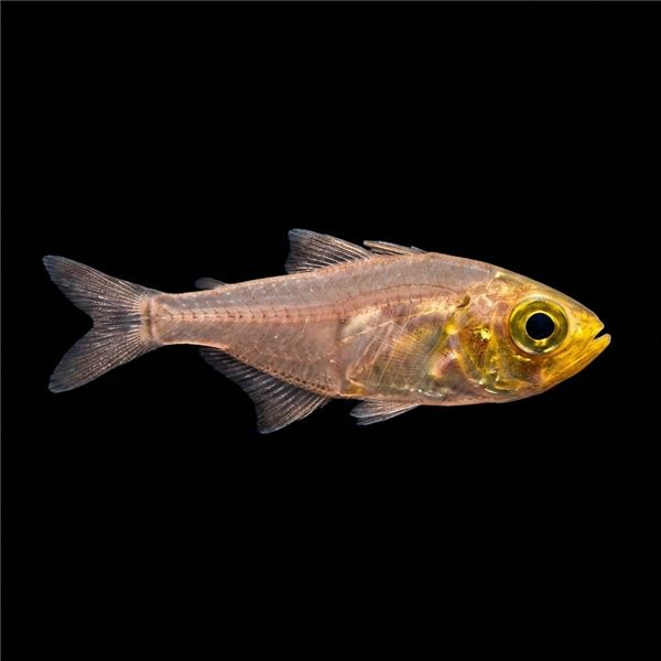 فرشته ماهی کورال بیوتی coral beauty angelfish
