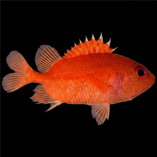 فرشته ماهی کورال بیوتی coral beauty angelfish