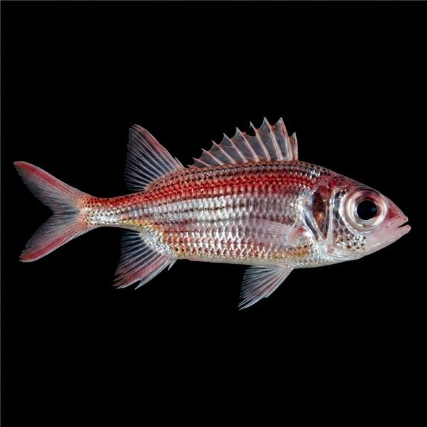 فرشته ماهی کورال بیوتی coral beauty angelfish