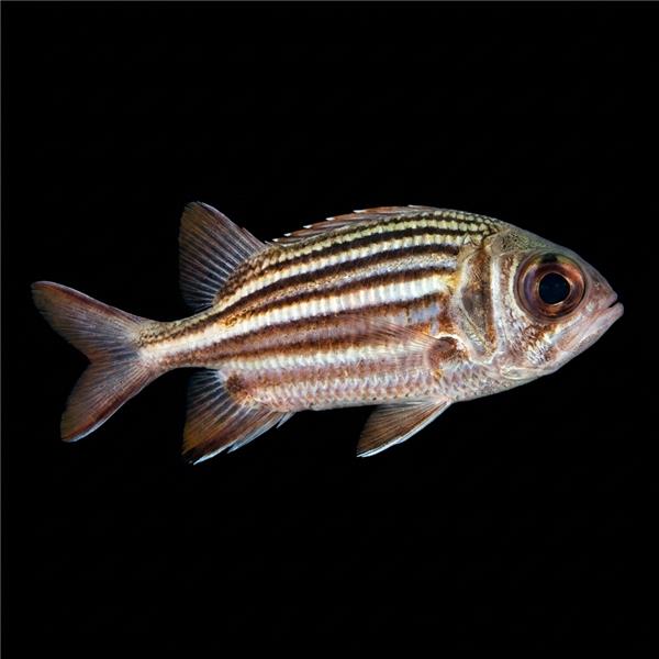 فرشته ماهی کورال بیوتی coral beauty angelfish