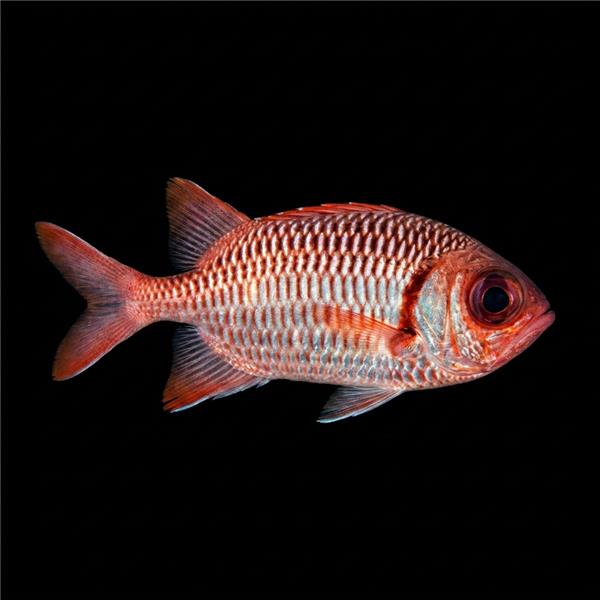 فرشته ماهی کورال بیوتی coral beauty angelfish
