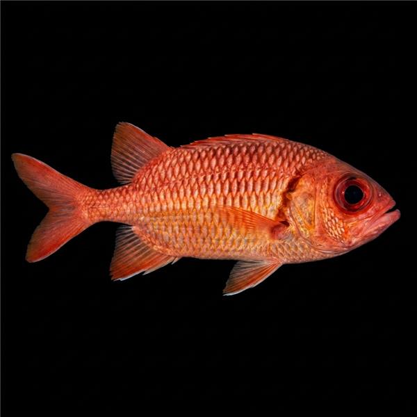 فرشته ماهی کورال بیوتی coral beauty angelfish