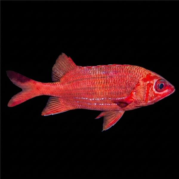 فرشته ماهی کورال بیوتی coral beauty angelfish