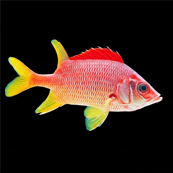 فرشته ماهی کورال بیوتی coral beauty angelfish