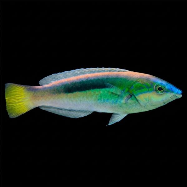فرشته ماهی کورال بیوتی coral beauty angelfish