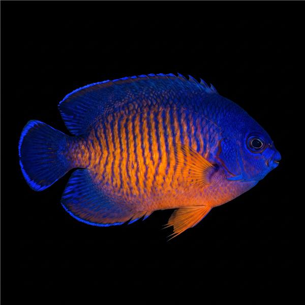 فرشته ماهی کورال بیوتی coral beauty angelfish