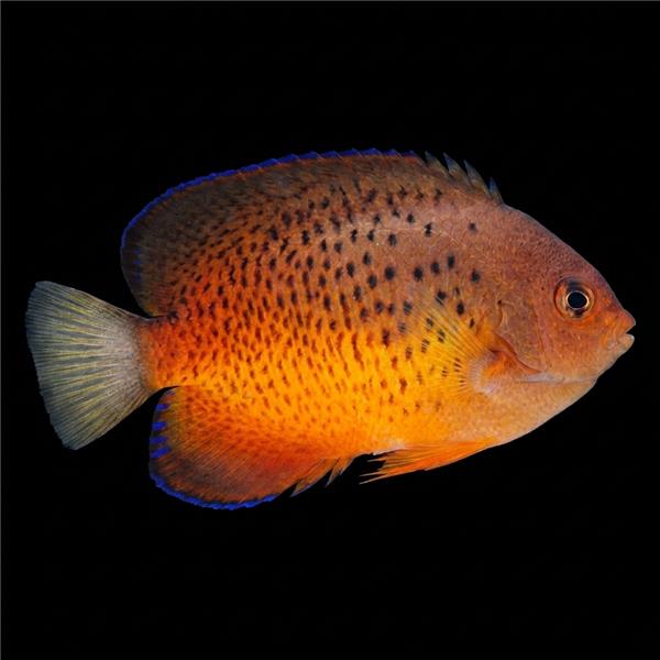 فرشته ماهی کورال بیوتی coral beauty angelfish