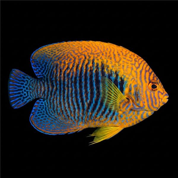 فرشته ماهی کورال بیوتی coral beauty angelfish