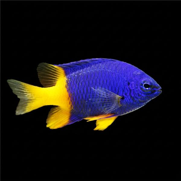 فرشته ماهی کورال بیوتی coral beauty angelfish